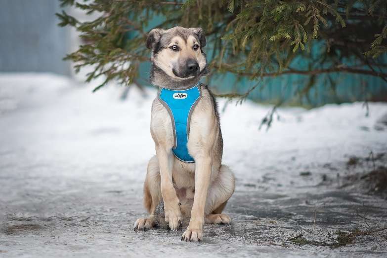 Собаки в Москве: Зевс Мальчик, Бесплатно - фото 4