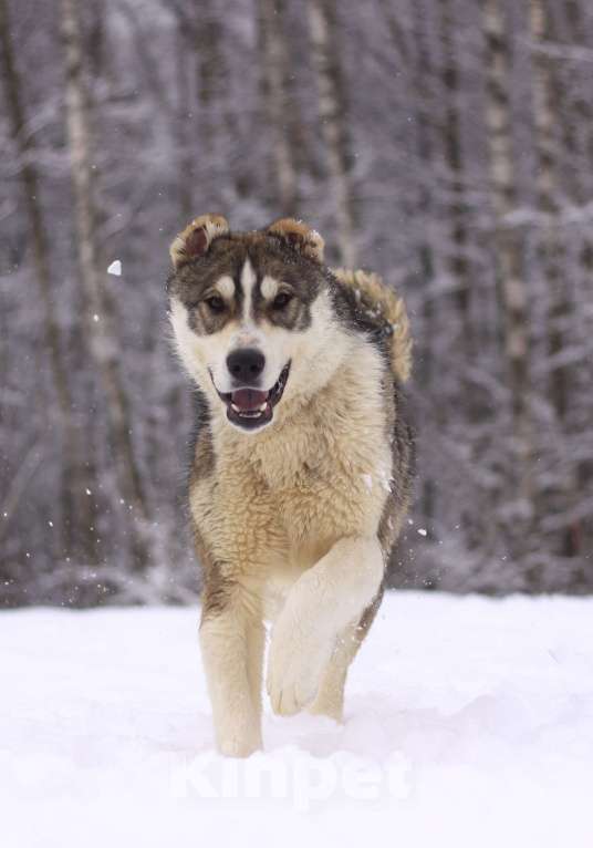 Собаки в Видном: щенок Криолан, 1 год Мальчик, Бесплатно - фото 2