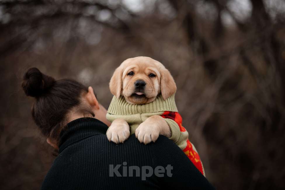Собаки в Новороссийске: палевый парень Мальчик, Бесплатно - фото 2