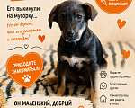 Собаки в Липецке: Щенок в добрые руки Мальчик, Бесплатно - фото 3