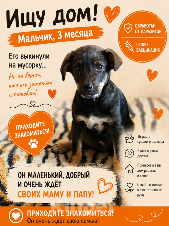 Собаки в Липецке: Щенок в добрые руки Мальчик, Бесплатно - фото 3