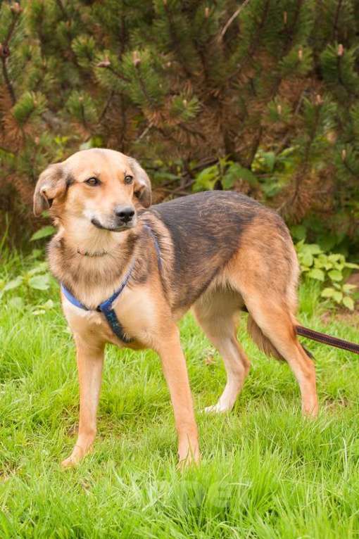 Собаки в Москве: Дафна ищет дом, и она уверена, что кому-что с ней очень повезет! Девочка, 1 руб. - фото 3