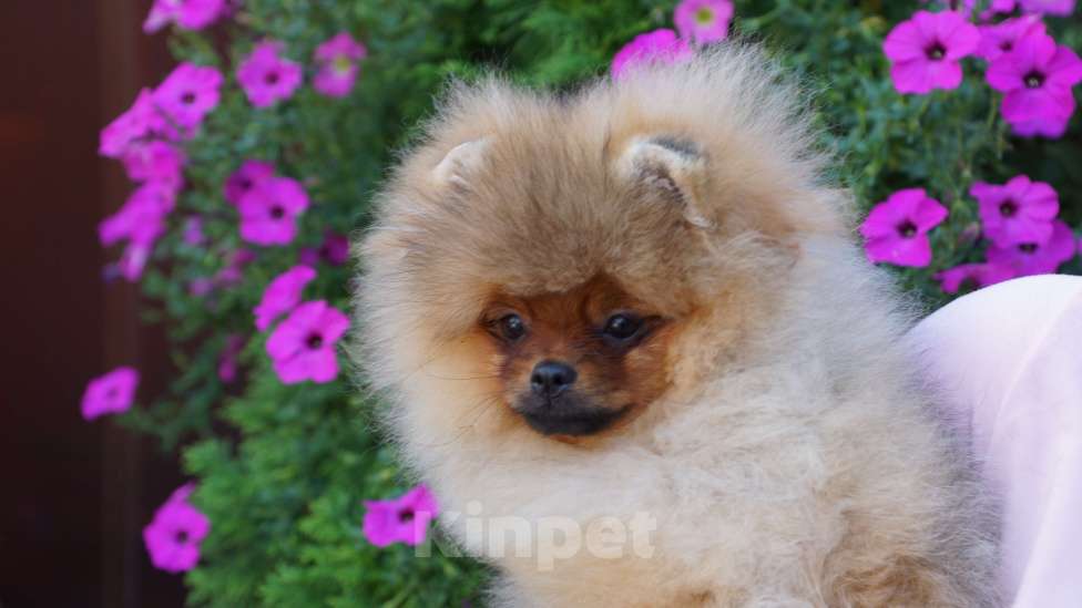 Собаки в Самаре: Шикарная помераночка Девочка, 50 000 руб. - фото 5