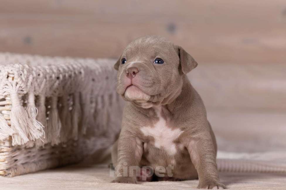 Собаки в Королеве: Американский булли стандарт Девочка, 200 000 руб. - фото 5