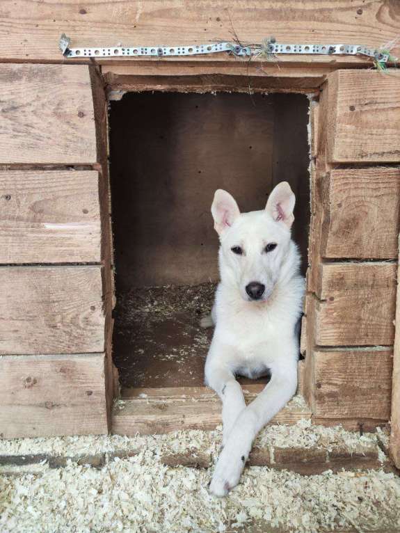 Собаки в Москве: Снежинка щенок Девочка, Бесплатно - фото 5