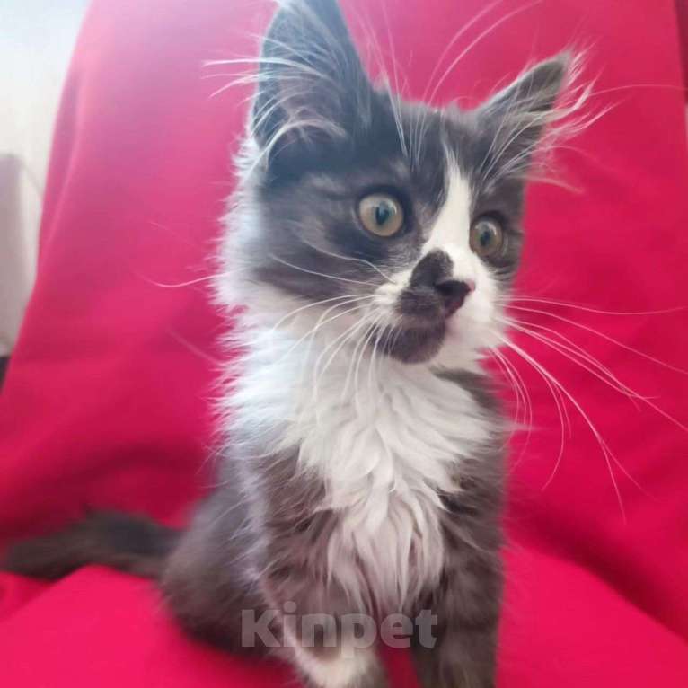 Кошки в Москве: Малыш срочно ищет дом Мальчик, Бесплатно - фото 2