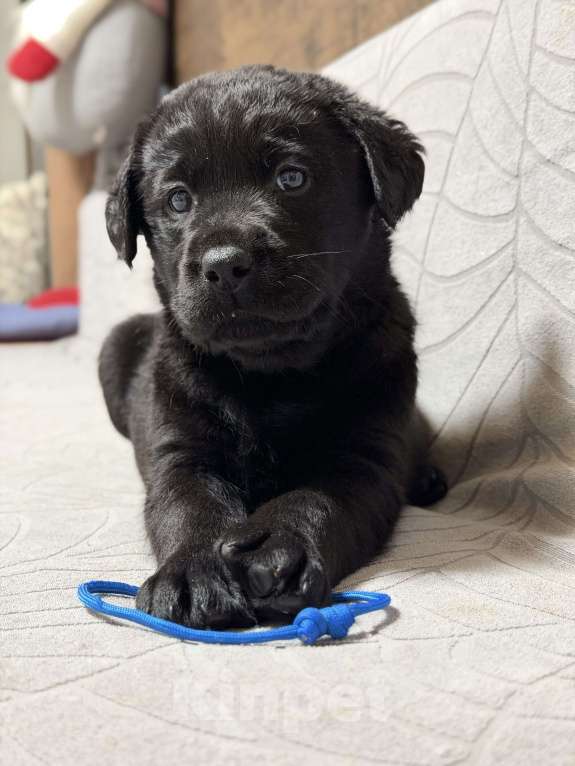 Собаки в других городах Московской области: Черный щенок лабрадора Мальчик, 80 000 руб. - фото 1