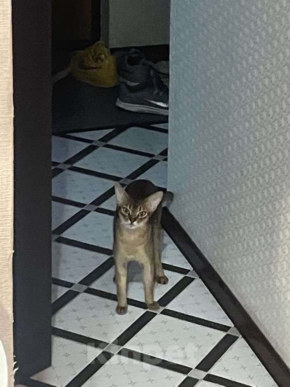 Кошки в Мурином: Отдам в добрые руки  Девочка, 1 руб. - фото 2