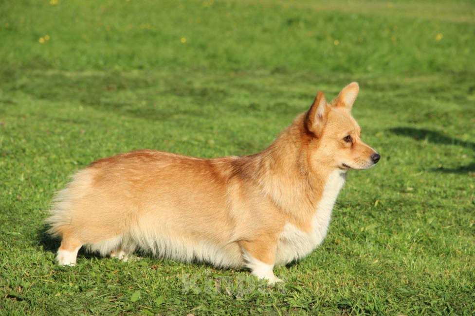 Собаки в Твери: Сука вельш-корги пемброк 1год Девочка, 40 000 руб. - фото 3