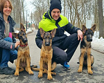 Собаки в Москве: щенки немецкой овчарки Девочка, 90 000 руб. - фото 1