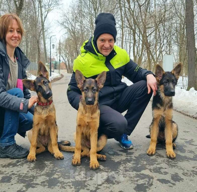 Собаки в Москве: щенки немецкой овчарки Девочка, 90 000 руб. - фото 1