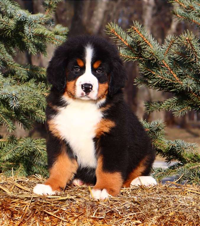 Собаки в Москве: Щенок Бернского Зенненхунда Мальчик, Бесплатно - фото 6