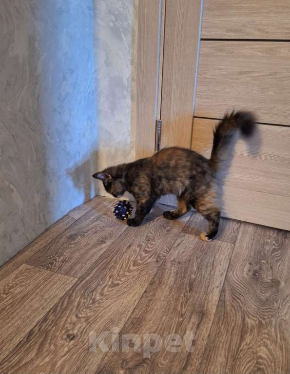 Кошки в Люберцах: Котенок -девочка  в добрые руки Девочка, Бесплатно - фото 4