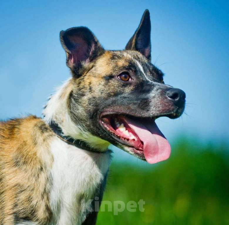 Собаки в Люберцах: Очень нужен дом нежному Баксу Мальчик, Бесплатно - фото 7