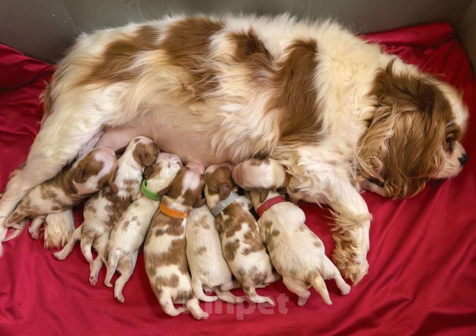 Собаки в Москве: Помет Кавалер Кинг Чарльз Спаниель на май Мальчик, 90 000 руб. - фото 2