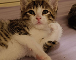 Кошки в Химках: Котёнок  Мальчик, 1 500 руб. - фото 3
