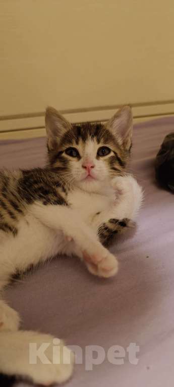 Кошки в Химках: Котёнок  Мальчик, 1 500 руб. - фото 3