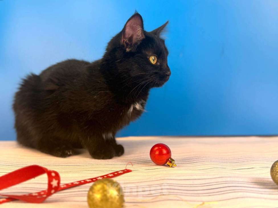 Кошки в Москве: Буся, котенок-подросток в добры руки Девочка, Бесплатно - фото 2