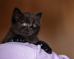 Кошки в Москве: Черный котенок девочка бесплатно Девочка, Бесплатно - фото 1