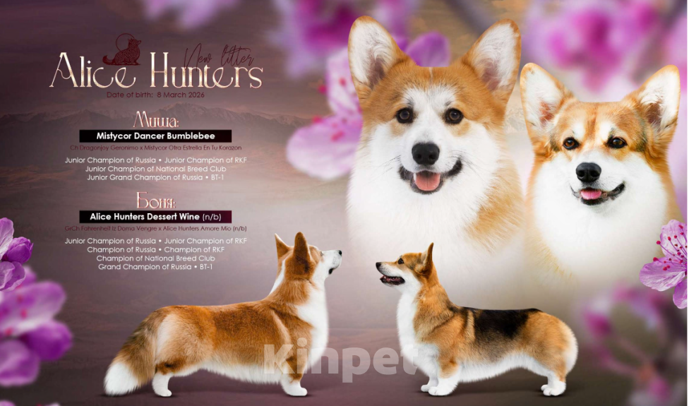 Собаки в Белокурихе: Щенки Вельш Корги Пемброк Девочка, 60 000 руб. - фото 1