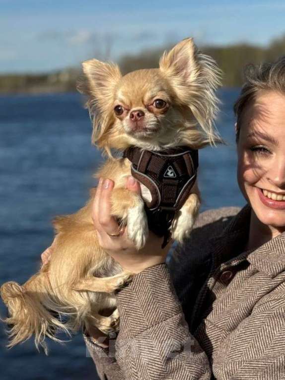 Собаки в Санкт-Петербурге: Чихуахуа вязка Мальчик, Бесплатно - фото 1