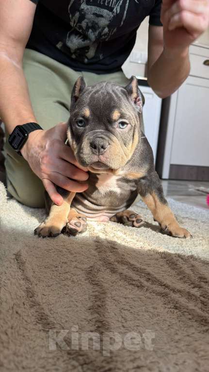 Собаки в Сочи: Мальчик триколор покет Мальчик, Бесплатно - фото 1