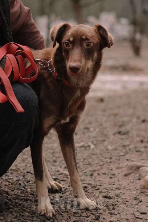 Собаки в Всеволожске: Боб ищет дом Мальчик, Бесплатно - фото 4