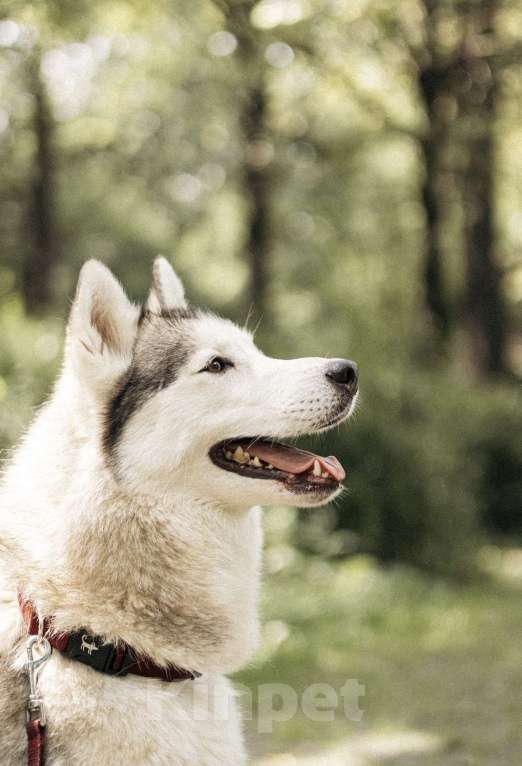Собаки в Москве: Красавица Эмми ждет свою семью. Девочка, Бесплатно - фото 3