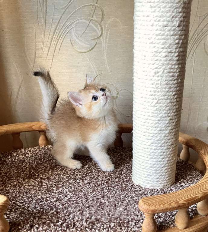 Кошки в Волгограде: Котёнок британский золотого окраса Девочка, 12 000 руб. - фото 2