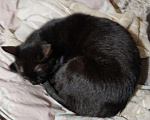 Кошки в Брянске: Очень добрый кот нуждается в доме Мальчик, Бесплатно - фото 1