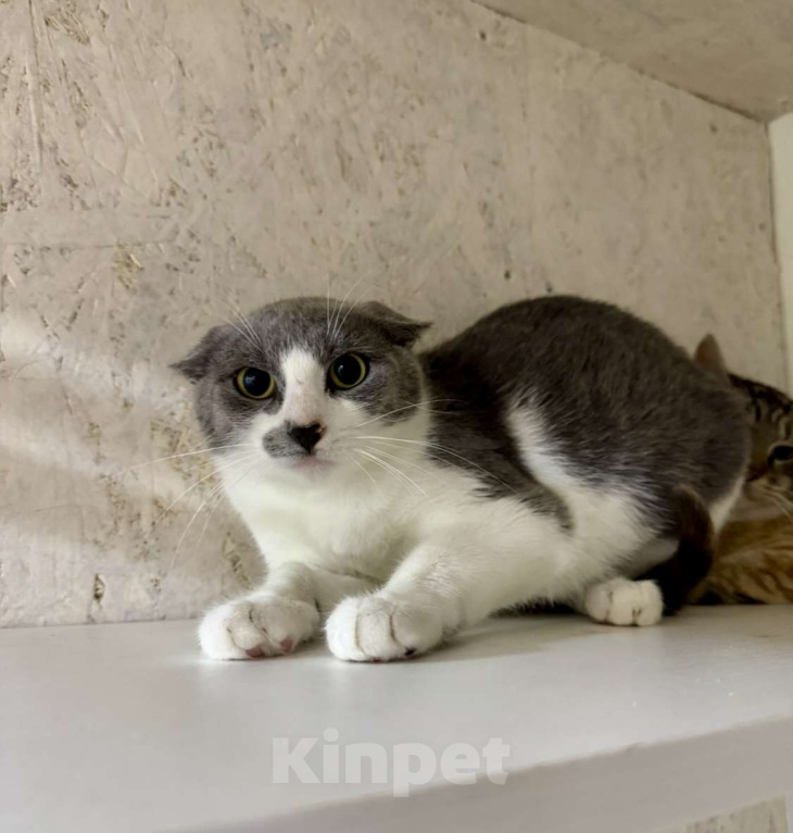 Кошки в других городах Московской области: Кошечка Коко срочно ищет дом! Девочка, Бесплатно - фото 3