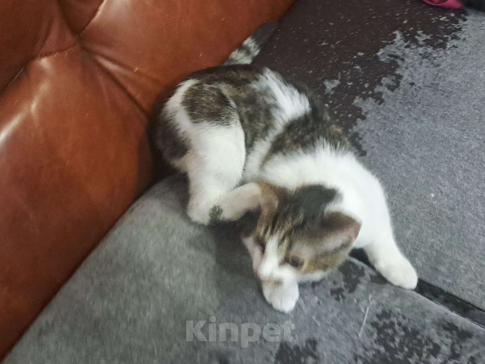 Кошки в Москве: Котенок " Муха" Мальчик, Бесплатно - фото 7