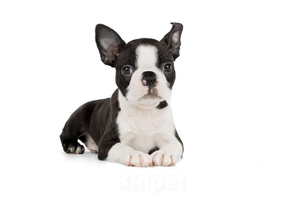 Собаки в Санкт-Петербурге: Щенки Бостон терьера Мальчик, Бесплатно - фото 3