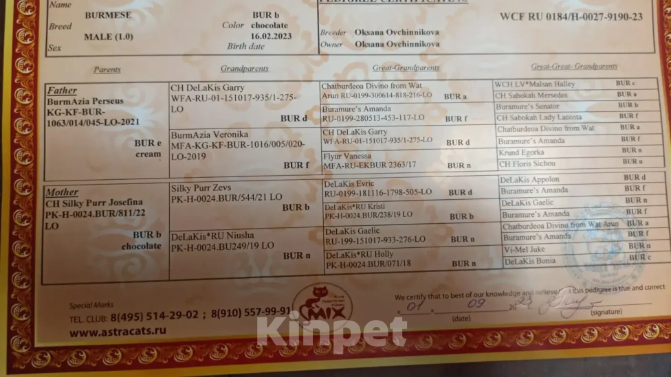 Кошки в других городах Рязанской области: Котята европейской бурмы Разнополые, 45 000 руб. - фото 2