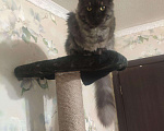 Кошки в Кингисеппе: Мейн-кун, кошка, 3 000 руб. - фото 4