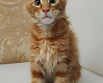 Кошки в Ливны: Мейн Кун котята, 40 000 руб. - фото 2