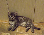 Кошки в Москве: Котята 2 месяца Мальчик, 100 руб. - фото 1