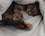 Кошки в Москве: Кошка Яшка в добрые руки.  Девочка, Бесплатно - фото 3