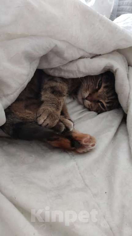 Кошки в Москве: Кошка Яшка в добрые руки.  Девочка, Бесплатно - фото 3