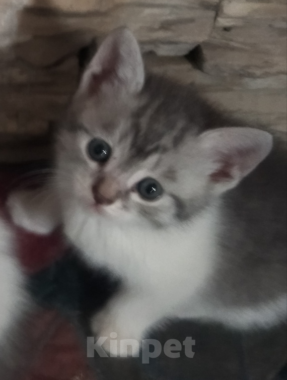 Кошки в Алексеевке: Котенок в добрые руки Девочка, Бесплатно - фото 1