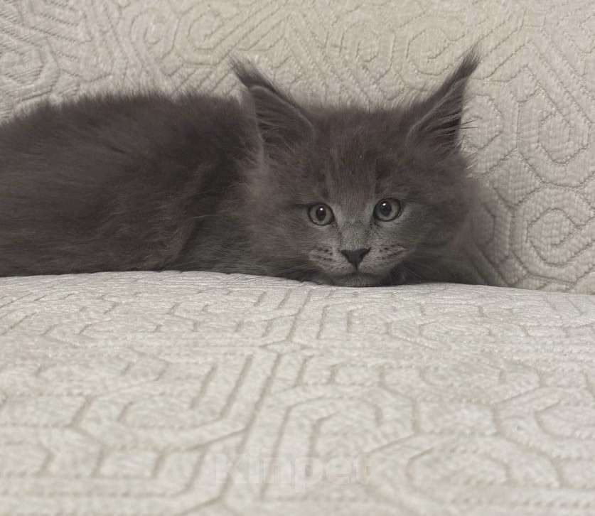 Кошки в Севастополе: Продаются котята породы Мейн-кун Разнополые, Бесплатно - фото 4