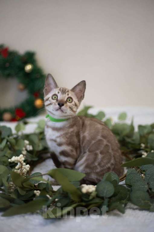 Кошки в Нижнекамске: Арчи Мальчик, 60 000 руб. - фото 6