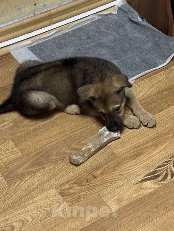 Собаки в Москве: Отдаю в добрый руки,бесплатно Девочка, Бесплатно - фото 3