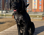 Собаки в Москве: РОККИ СРОЧНО ИЩЕТ ДОМ Мальчик, Бесплатно - фото 8