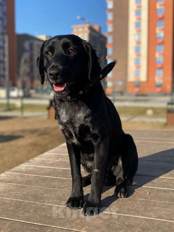 Собаки в Москве: РОККИ СРОЧНО ИЩЕТ ДОМ Мальчик, Бесплатно - фото 8