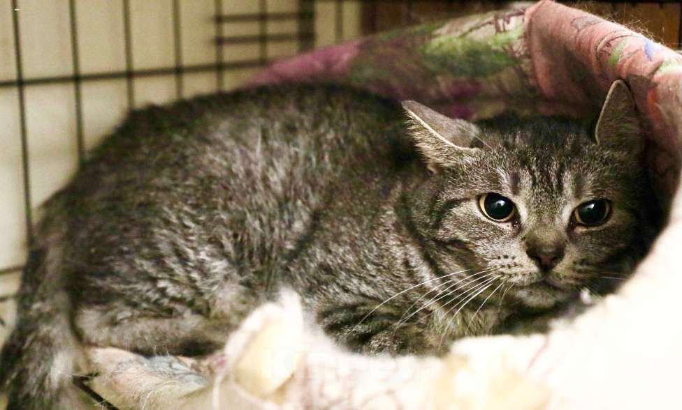 Кошки в Москве: Клепа - метис британской кошечки, в добрые руки Девочка, Бесплатно - фото 5