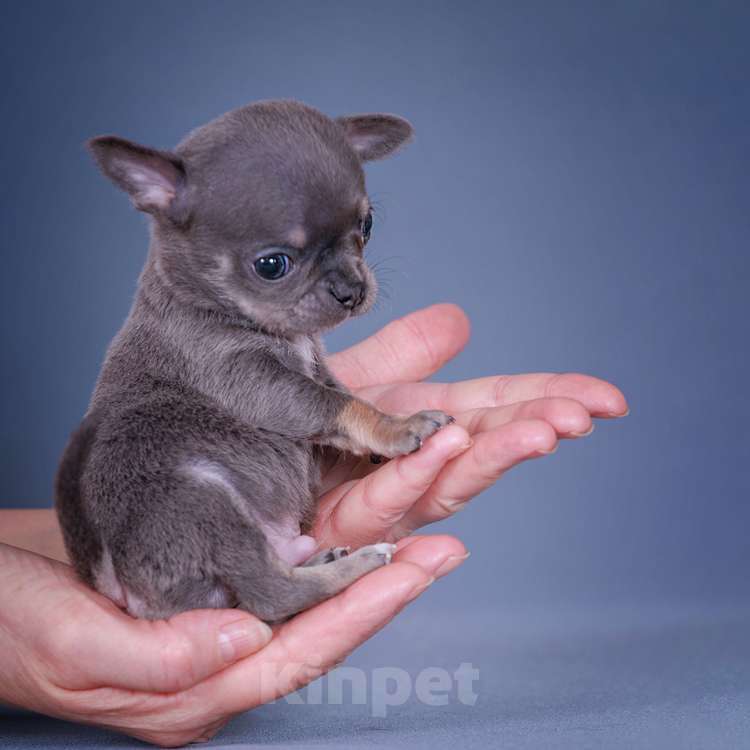 Собаки в Люберцах: Чихуахуа мини Мальчик, 75 000 руб. - фото 1