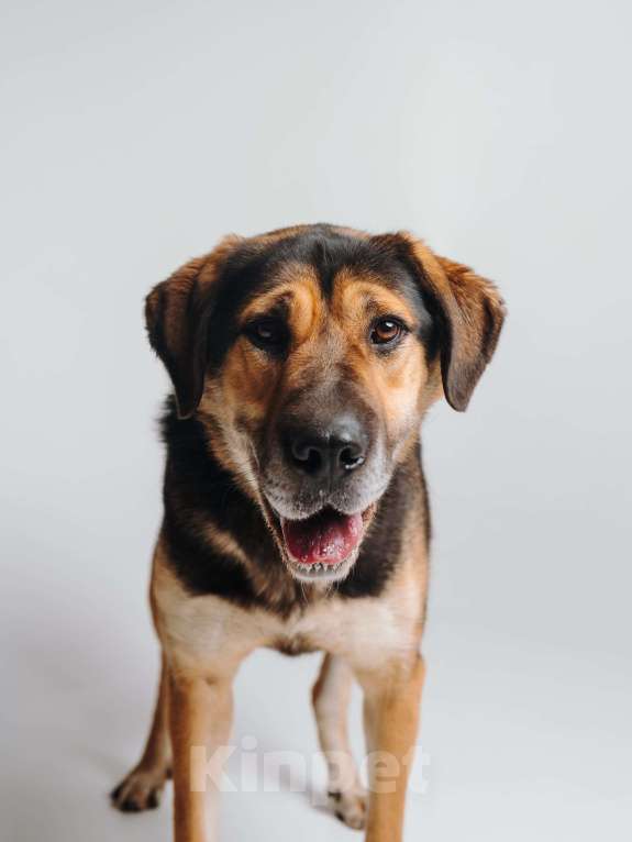 Собаки в Москве: Идеальная собака, очень умная и послушная Девочка, Бесплатно - фото 2