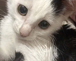 Кошки в Кисловодске: Котёнок в добрые руки Девочка, Бесплатно - фото 1