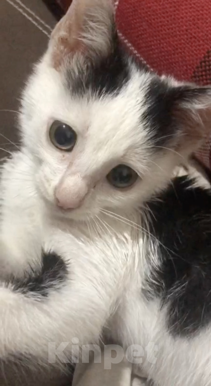 Кошки в Кисловодске: Котёнок в добрые руки Девочка, Бесплатно - фото 1
